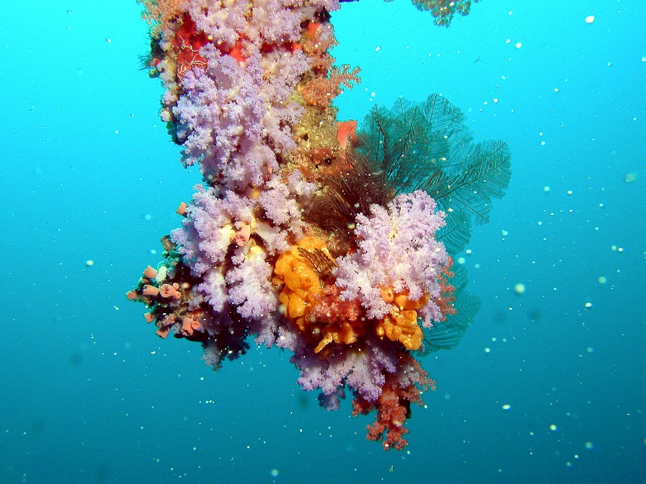 The Environmental Consequences of Oil Spills